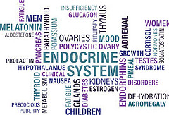 Image of Endocrine System