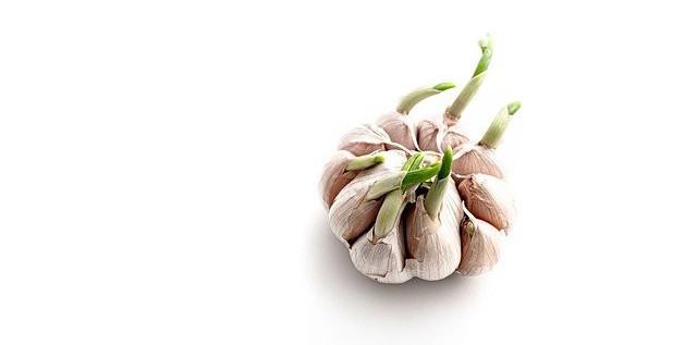 Picture of Garlic Sprouts